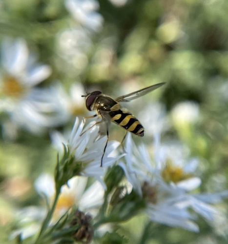 Unknown species found near Lakeshore Park, Knoxville, TN, US