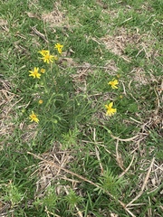 Coreopsis verticillata