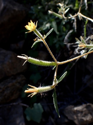 isolated blazingstar (Mentzelia isolata)