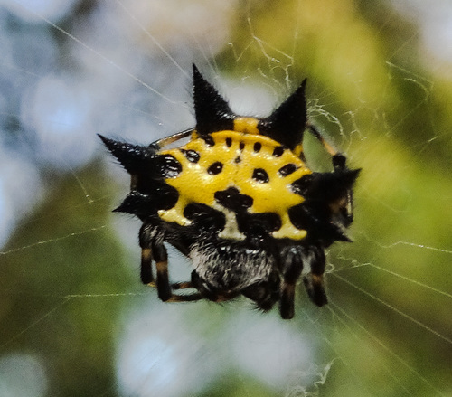 Black-and-white Spiny Spider photo 3