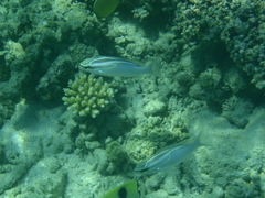 Scolopsis trilineata