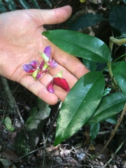 Canavalia bonariensis