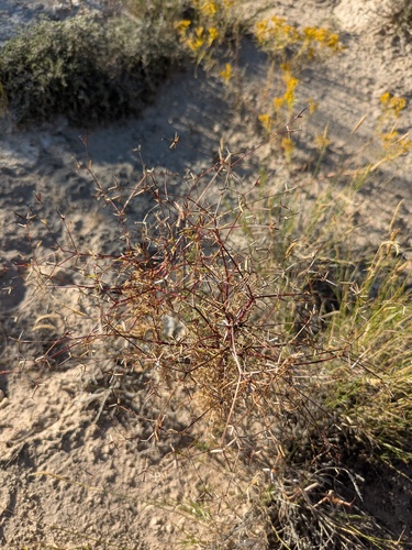 pitchfork aster (Dicranocarpus parviflorus)
