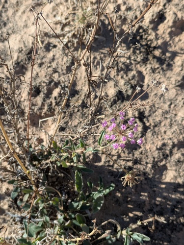 Carleton's Sand Verbena (Abronia nealleyi)