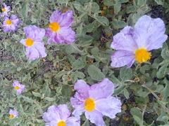 Cistus tauricus