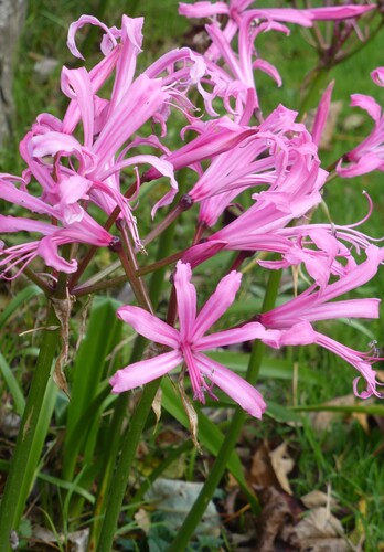 Nerine bowdenii