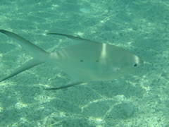 Trachinotus baillonii