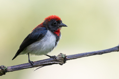 Black-Fronted Flowerpecker photo 4
