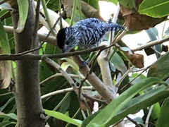 Thamnophilus doliatus capistratus