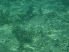 Trachinotus baillonii