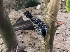 Thamnophilus doliatus capistratus