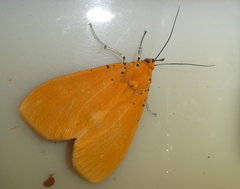 Asota borbonica
