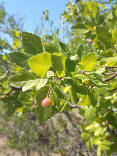 Bursera epinnata (Bursera epinnata)