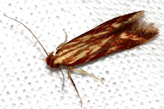 Metzneria aprilella