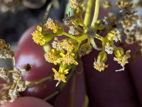 Threadleaf Glowwort (Sartwellia flaveriae)