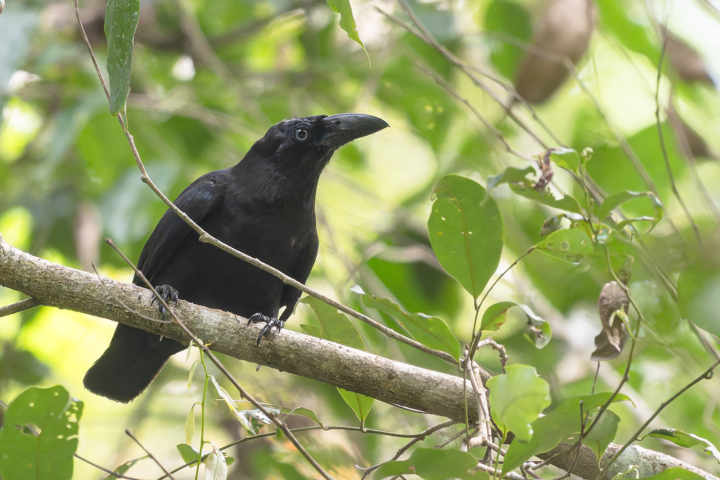Banggai Crow (Corvus unicolor)