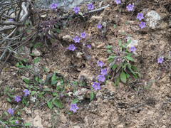 Campanula tubulosa