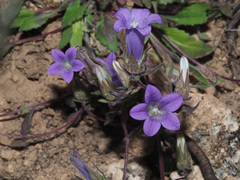 Campanula tubulosa