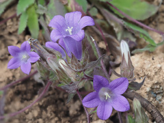 Campanula tubulosa