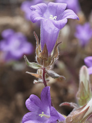 Campanula tubulosa