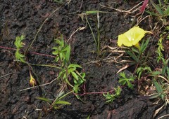 Distimake rhyncorhiza