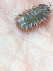 Barnardillo barnardi