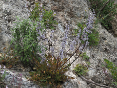 Petromarula pinnata
