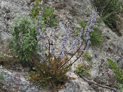 Petromarula pinnata