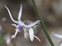 Petromarula pinnata