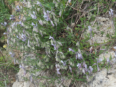 Polygala venulosa