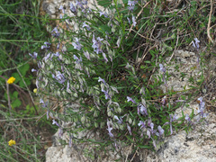 Polygala venulosa