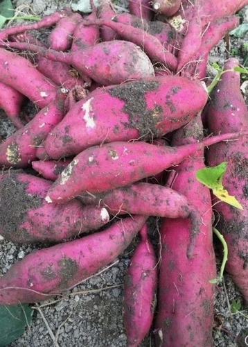 sweet potato