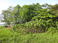 Montrichardia linifera
