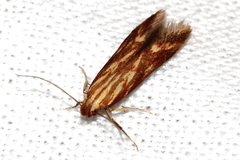 Metzneria aprilella