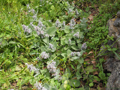 Nepeta scordotis