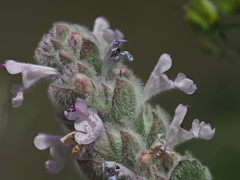 Nepeta scordotis