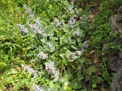 Nepeta scordotis