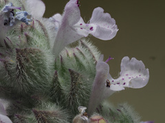 Nepeta scordotis
