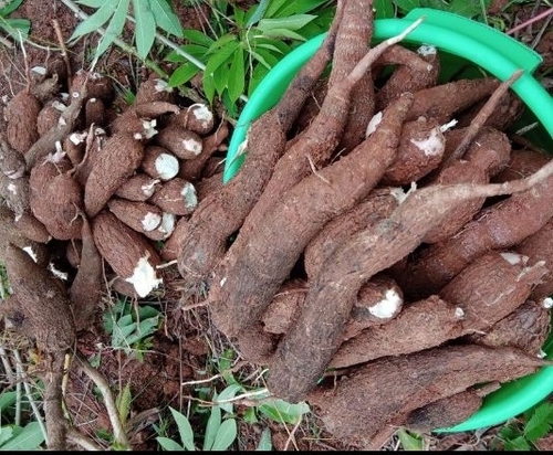 Cassava