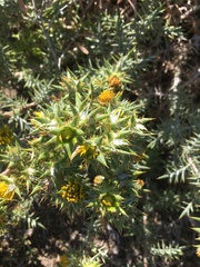 Berkheya rigida