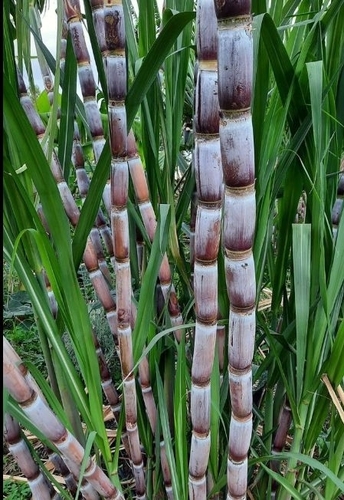 Sugarcane