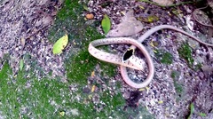 Oxybelis potosiensis