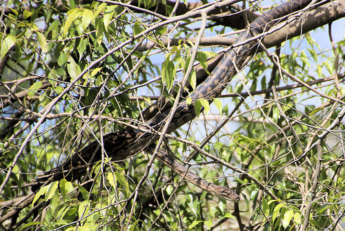 Australian Scrub Python sighting