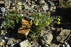 Artemisia genipi