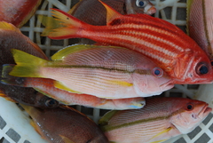 Lutjanus vitta