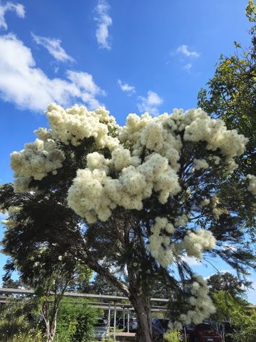 Melaleuca alternifolia observed 2025-10-23