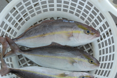 Seriola dumerili