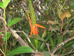 Aechmea mertensii