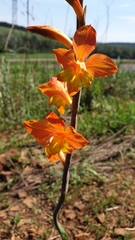 Gladiolus aurantiacus