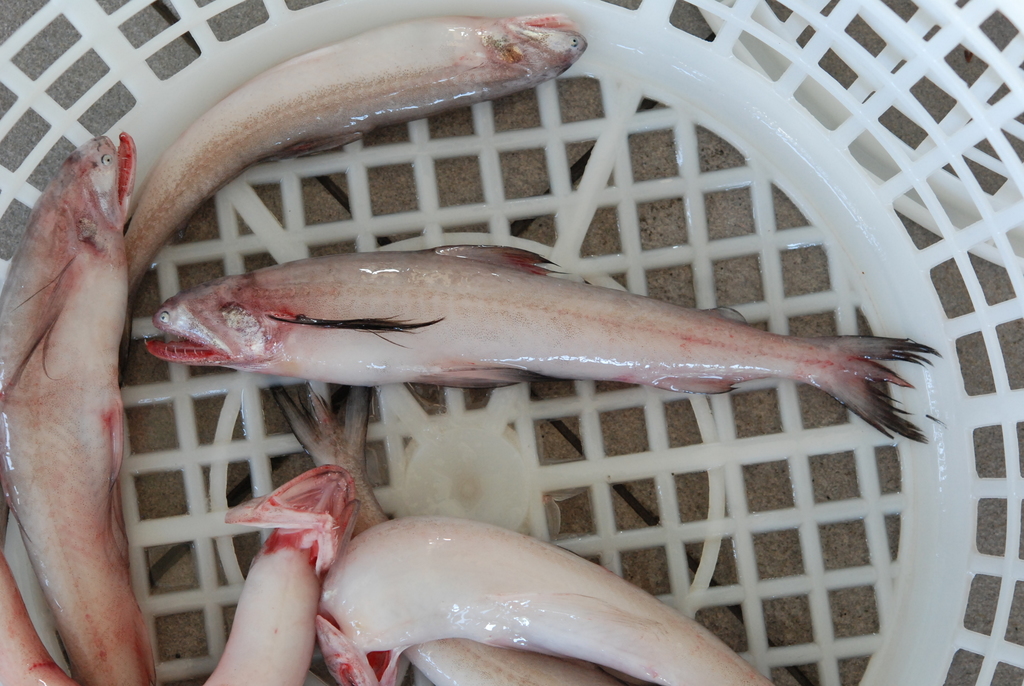 Smallfinned Bombay Duck